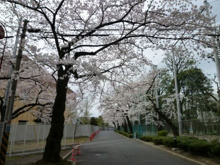日大前の桜並木