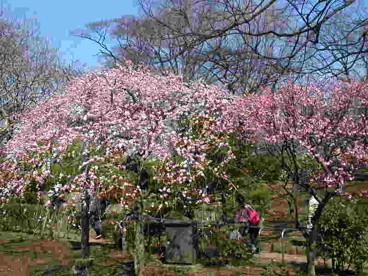 羽根木公園の画像1