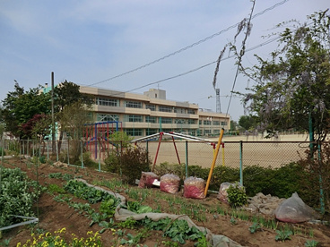 新座市立 石神小学校の画像2