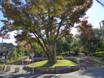 羽根木公園