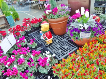 DCM 新船橋店の画像3