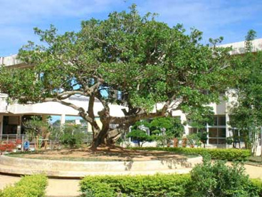 八重瀬町立 新城小学校の画像1