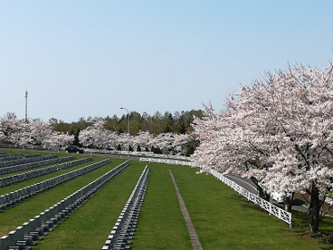 中の川緑地の画像1