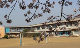 龍ケ崎市立 松葉小学校