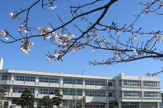 龍ケ崎市立 川原代小学校