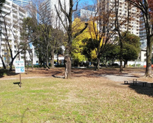 公園 芝生広場