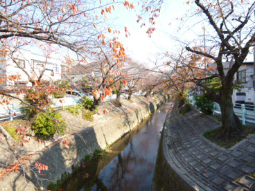 桜の名所・山崎川の画像1
