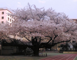 板橋区立 志村第三小学校