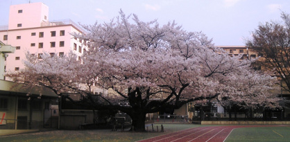板橋区立 志村第二小学校の画像1