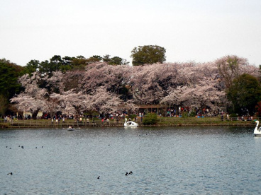 洗足池公園の画像1