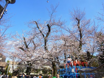 洗足池公園の画像2