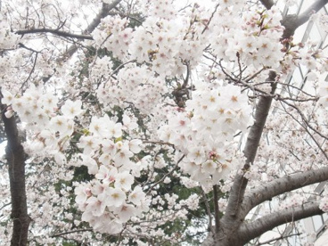 東京科学大学の画像5