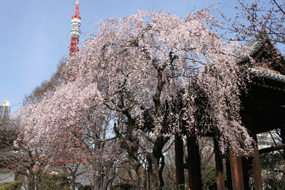 港区立芝公園の画像2