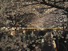 目黒川の桜