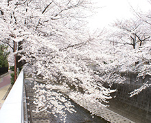 神田川四季の道