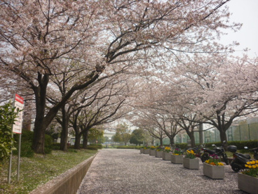 新杉田公園の画像2