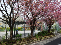 渋谷区立 本町氷川公園