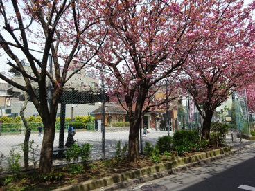 渋谷区立 本町氷川公園の画像1