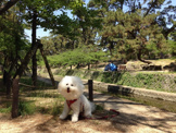 夙川公園