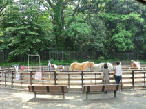 代々木ポニー公園