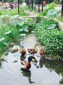 市場池公園の画像5