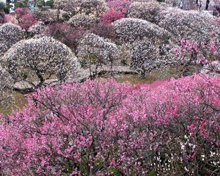池上梅園