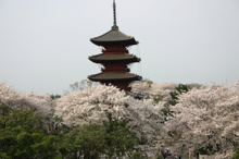 その他 池上本門寺の桜