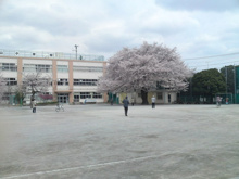小学校 杉並区立浜田山小学校