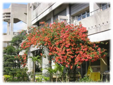 大宮小学校の画像1