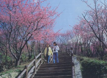 名護中央公園の画像1