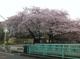 加賀公園の画像