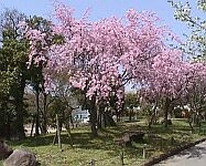 農業公園 の画像