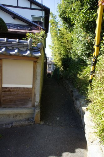 竹のパワーを感じる道の画像