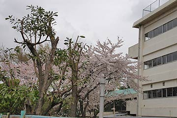蕨市立第一中学校の画像1