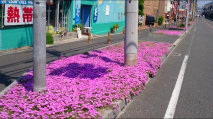 ピンクの花じゅうたんの画像2