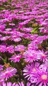 ピンクの花じゅうたんの画像5