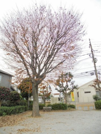花野井第一公園の画像4