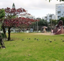 公園 中央公園