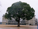 小学校 氷丘小学校