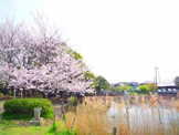 桜小路公園