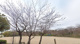 錦が丘中央公園の画像