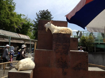 遊亀公園附属動物園の画像4