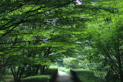 北の丸公園の画像1