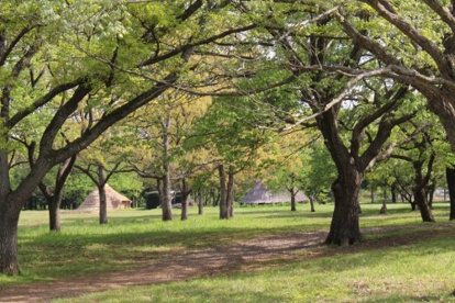 加曽利貝塚公園の画像1
