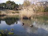 谷矢部池公園