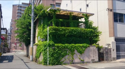 グリーンモンスターハウスの画像1