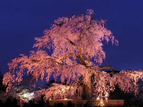 円山公園情報ページ 株式会社ゆいホーム 京都市 宇治市 伏見区の売買物件 一戸建て マンション 土地