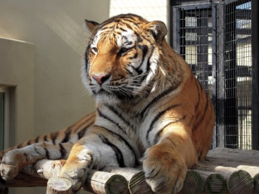 京都市動物園の画像3