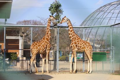 京都市動物園の画像4