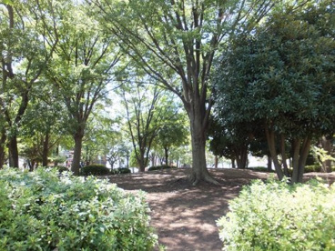 八潮中央公園の画像1